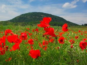 95a_400x300